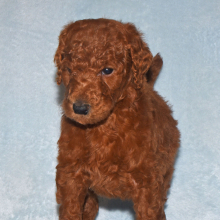 Poodle Puppy Marco