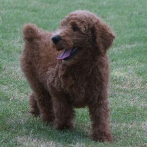 Poodle Puppy Marco
