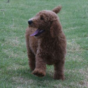 Poodle Puppy Marco