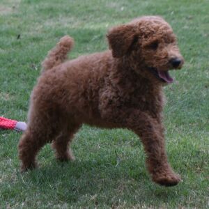Poodle Puppy Marco