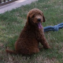 Poodle Puppy Marco
