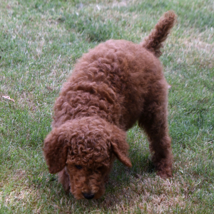 Poodle Puppy Marco