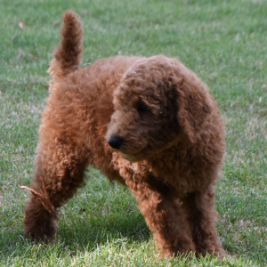 Poodle Puppy Marco