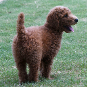 Poodle Puppy Marco