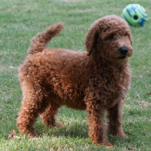 Poodle Puppy Marco
