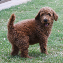 Poodle Puppy Marco