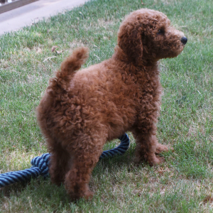 Poodle Puppy Marco
