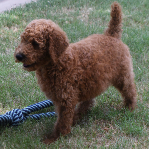 Poodle Puppy Marco