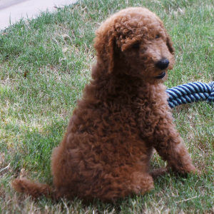 Poodle Puppy Marco