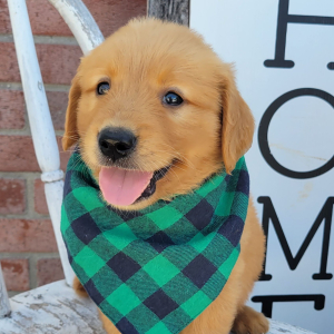Golden Retriever Puppy Max