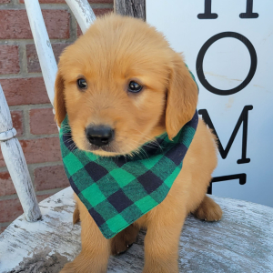 Golden Retriever Puppy Max