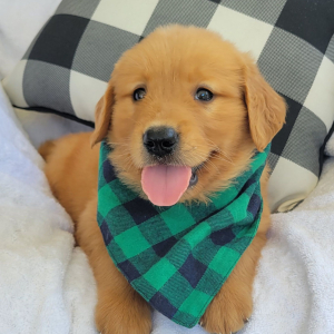 Golden Retriever Puppy Max