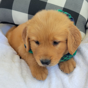 Golden Retriever Puppy Max