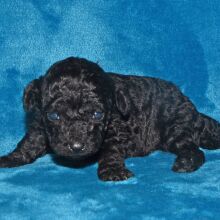 Labradoodle Puppy Pride