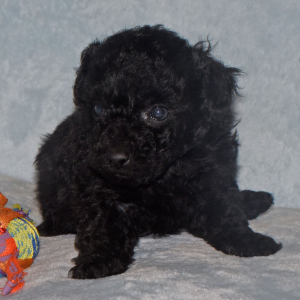Labradoodle Puppy Pride