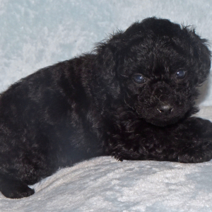 Labradoodle Puppy Pride
