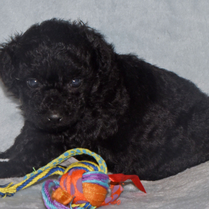 Labradoodle Puppy Pride