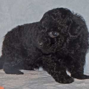 Labradoodle Puppy Pride