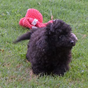 Labradoodle Puppy Pride