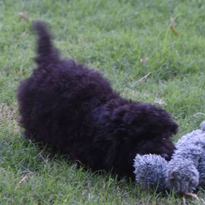 Labradoodle Puppy Pride