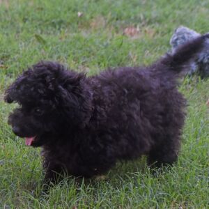 Labradoodle Puppy Pride