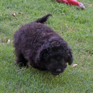 Labradoodle Puppy Pride