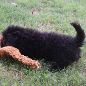 Labradoodle Puppy Pride