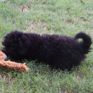 Labradoodle Puppy Pride