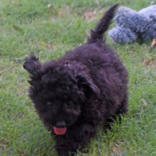 Labradoodle Puppy Pride