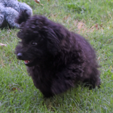 Labradoodle Puppy Pride