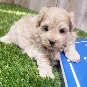 Maltipoo Puppy Hayden