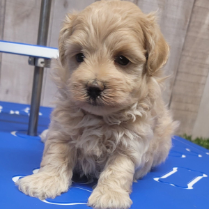 Maltipoo Puppy Hayden