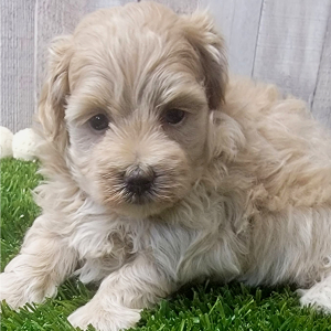 Maltipoo Puppy Hayden