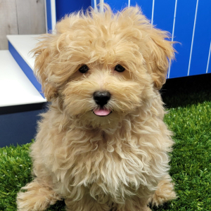 Maltipoo Puppy Hayden