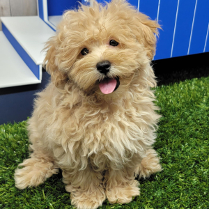 Maltipoo Puppy Hayden