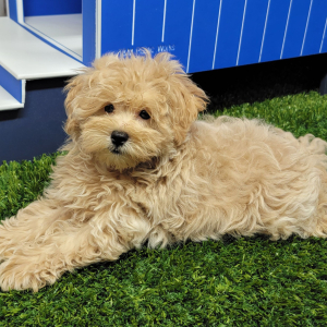 Maltipoo Puppy Hayden