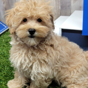 Maltipoo Puppy Hayden