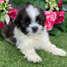 Shih Tzu Puppy Admiral