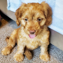 Labradoodle Puppy Holland