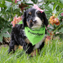 Bernedoodle Puppy Belle