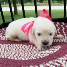 Golden Retriever Puppy Fancy