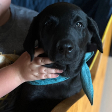 Labrador Retriever Puppy Pongo