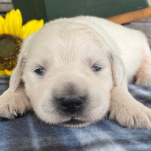Golden Retriever Puppy Nicole