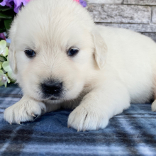 Golden Retriever Puppy Nicole