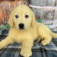 Golden Retriever Puppy Nicole
