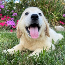 Golden Retriever Puppy Nicole