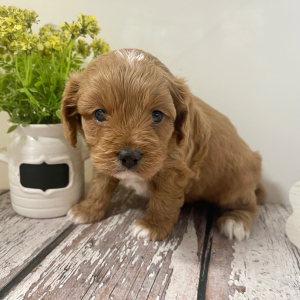 Cavapoo Puppy Lucky Lee