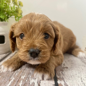 Cavapoo Puppy Lucky Lee