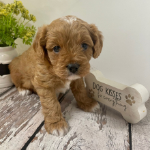Cavapoo Puppy Lucky Lee