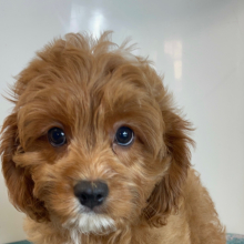 Cavapoo Puppy Lucky Lee